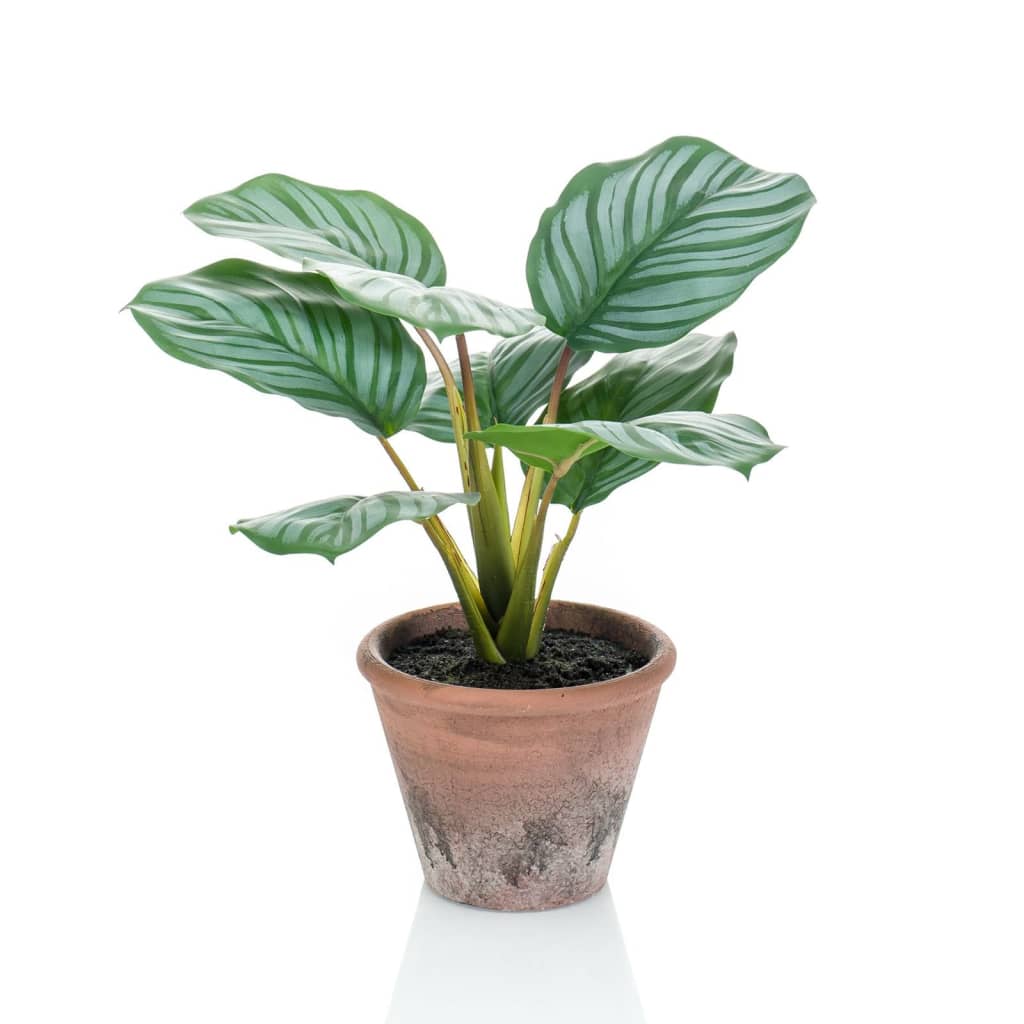 Calathea Orbifolia artificiel Terra 32 cm en pot